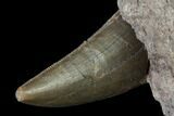 Theropod Dinosaur (Marshosaurus?) Tooth - Colorado #168986-3